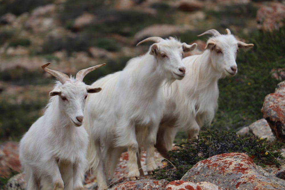cashmere goat