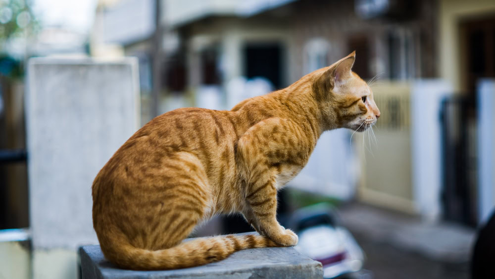 Indian Billi breed also known as Indian common cat