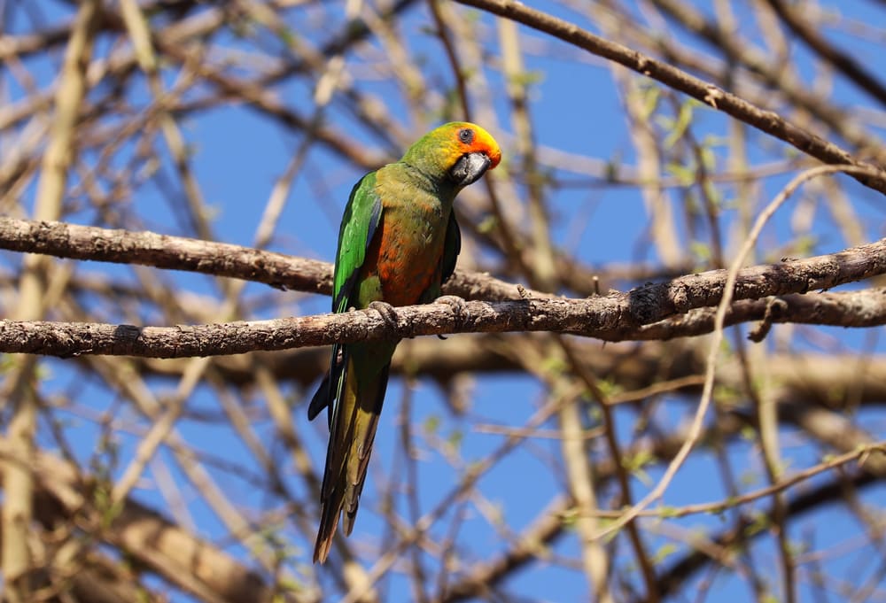Beautiful,Golden,Capped,Parakeet,In,The,Branch,Of,A,Tree!