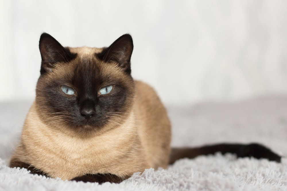 Thai cat with blue eyes lying on the sofa