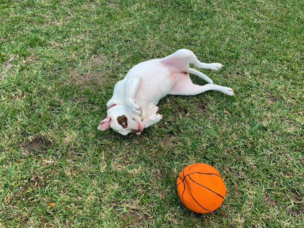 Alapaha Blue Blood Bulldog collapse_Glenna Gill, Shutterstock