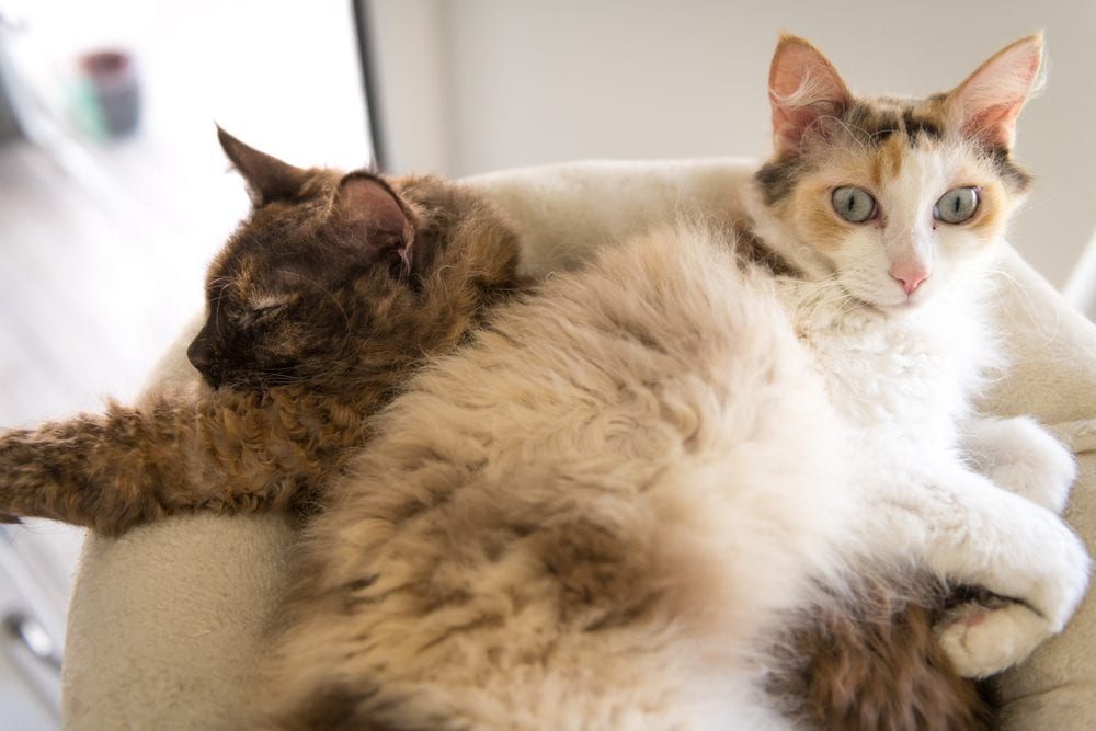 laperm cats