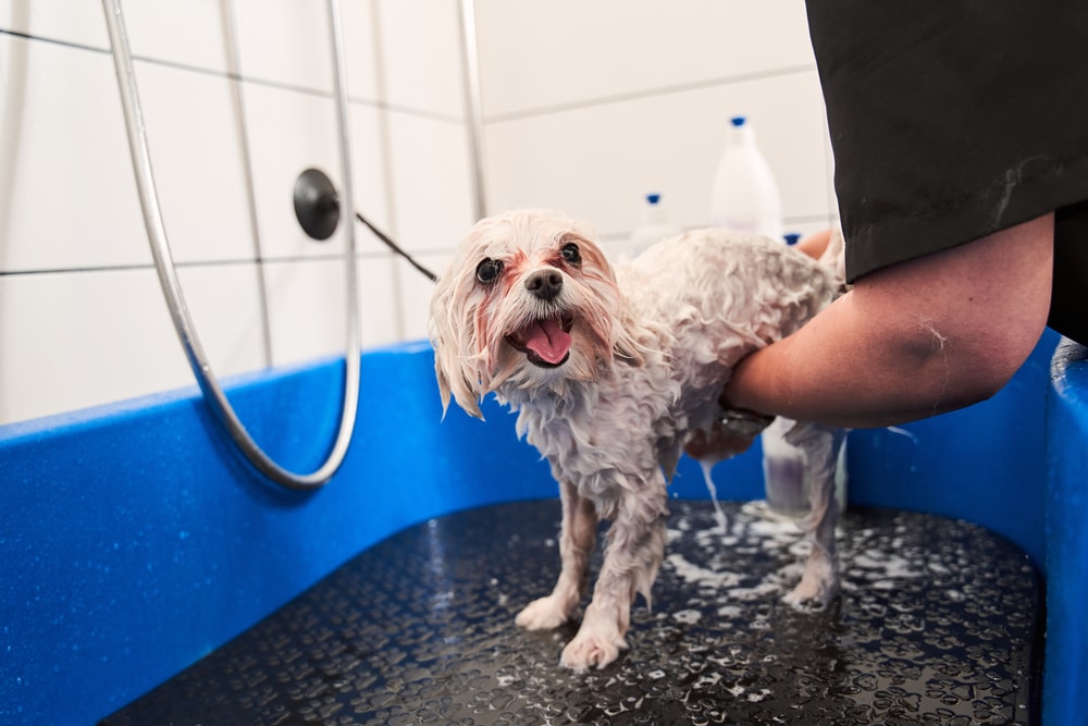 Maltipoo Shampoo