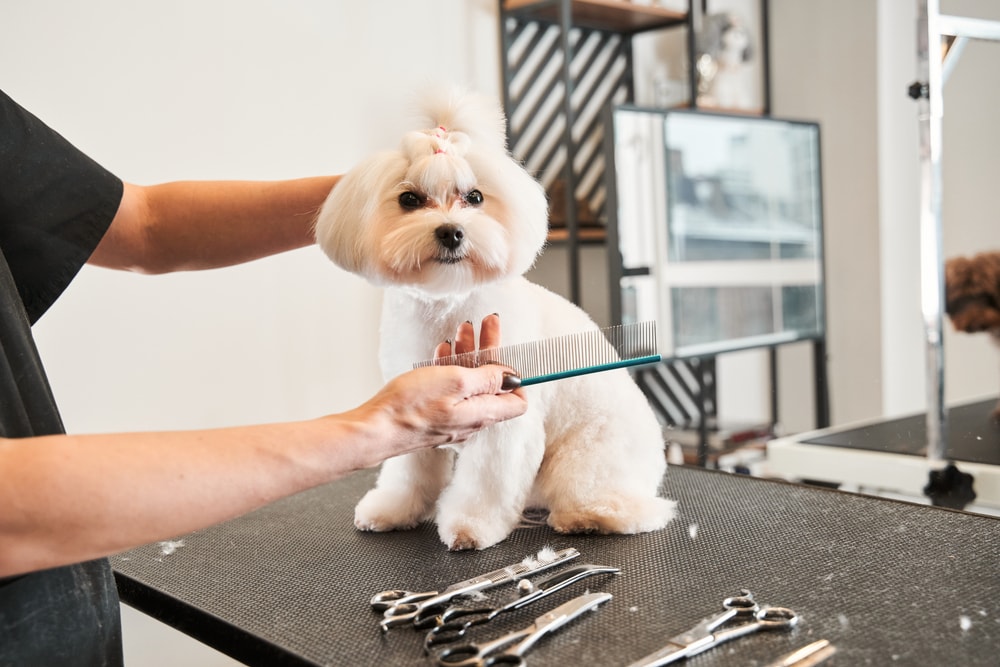 Maltipoo Grooming Comb