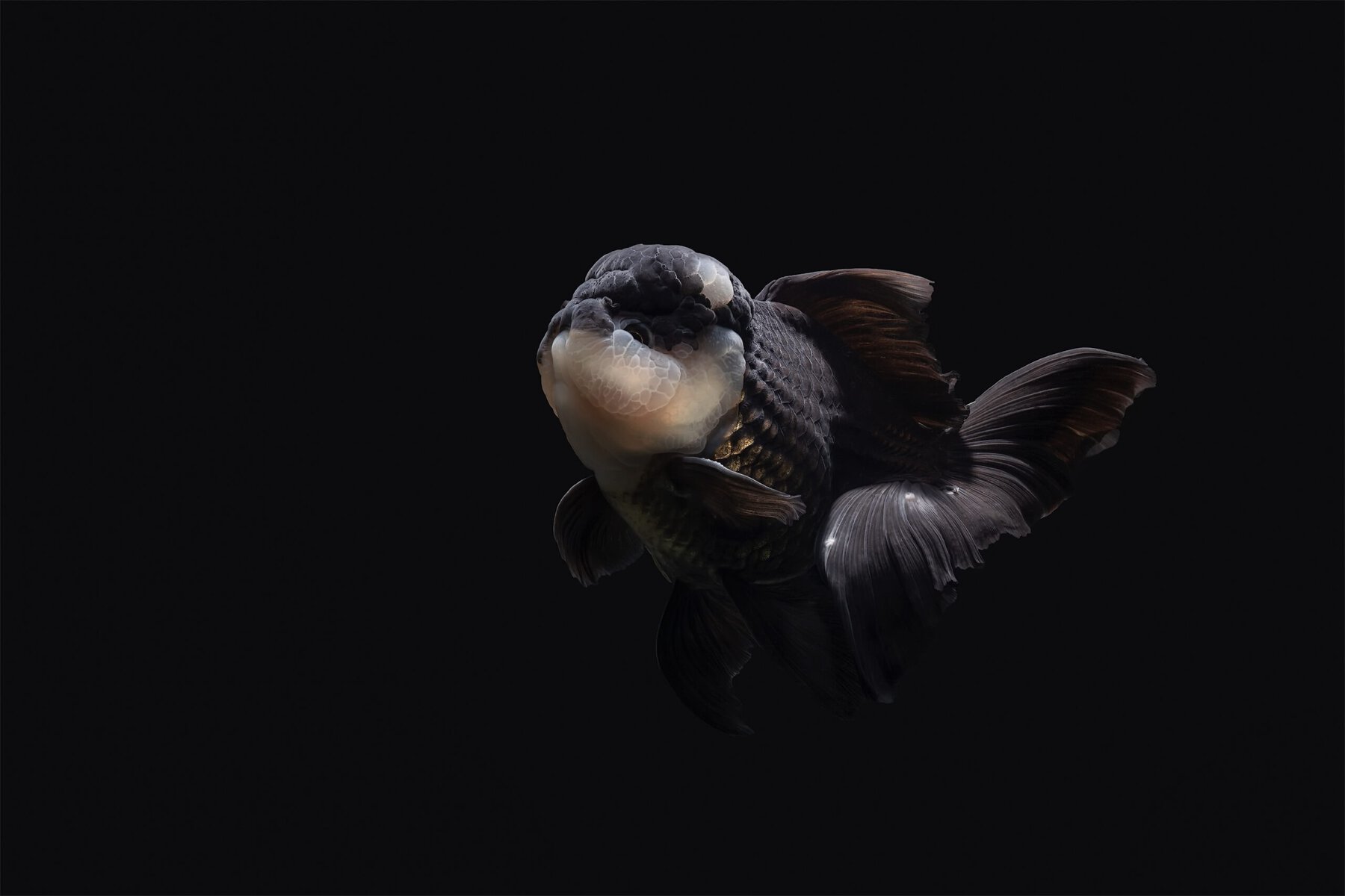 Fancy Goldfish