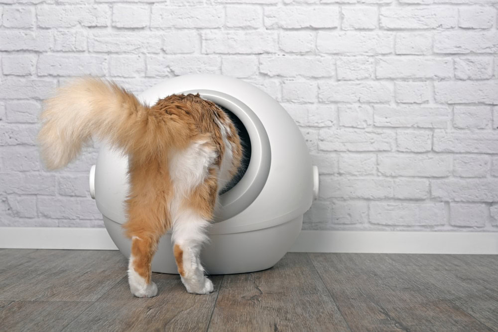 automatic litter box