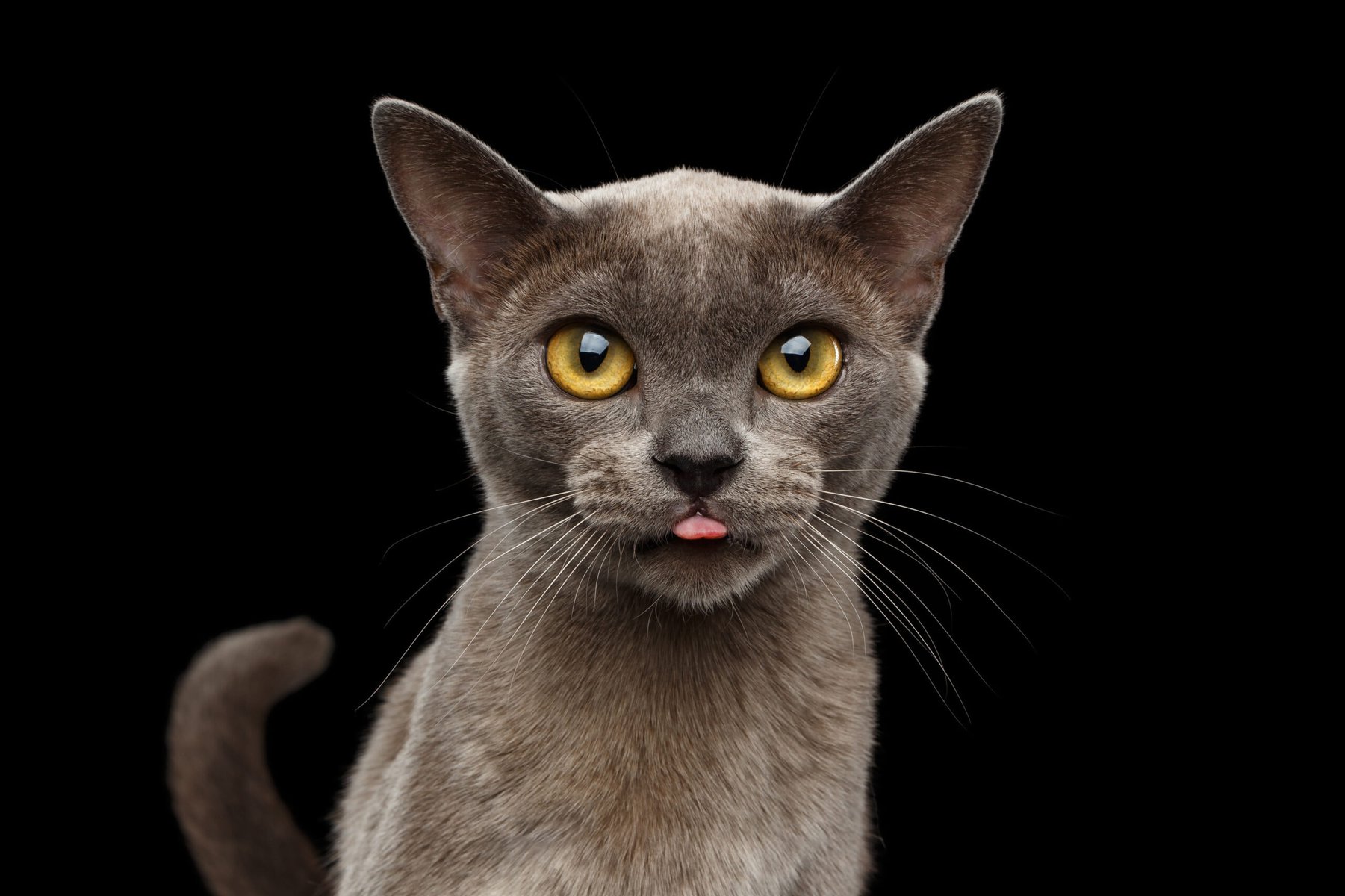 Close-up,Portrait,Of,Blue,Burmese,Kitten,Curious,Looking,In,Camera