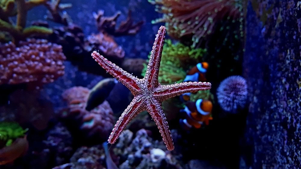 starfish in aquarium