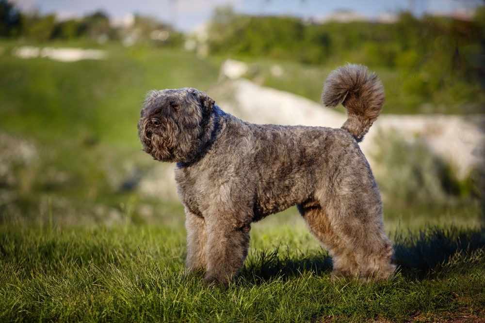 Bouvier,Des,Flandres