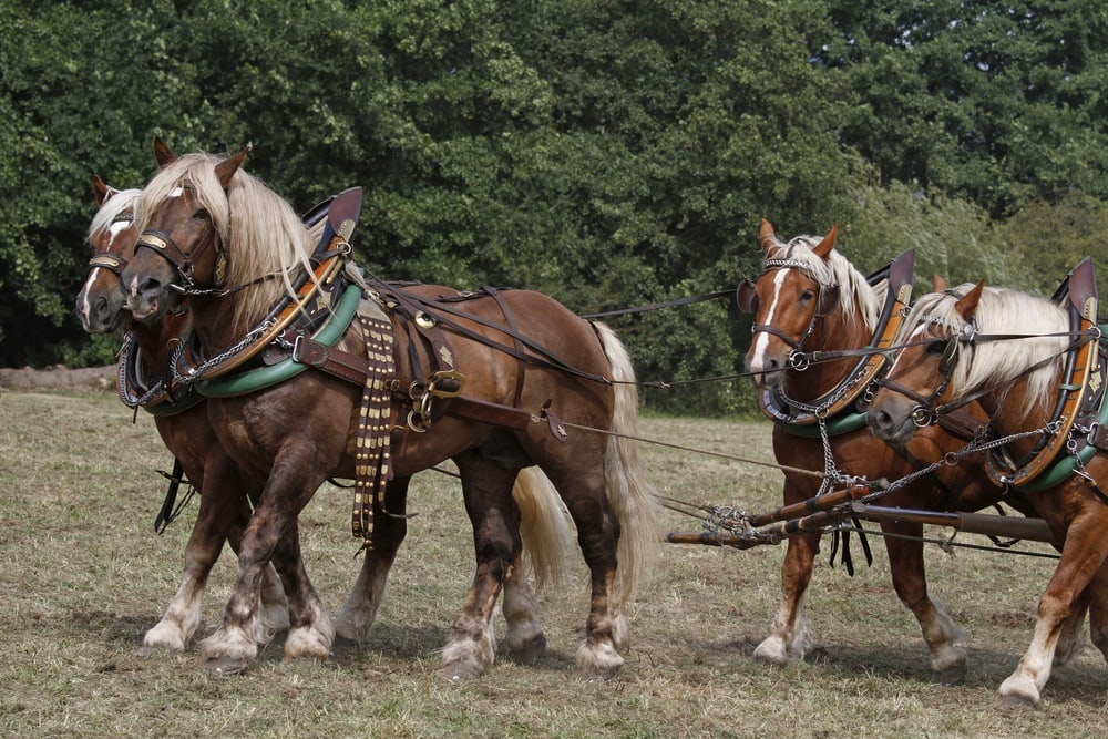 Noriker,Horse