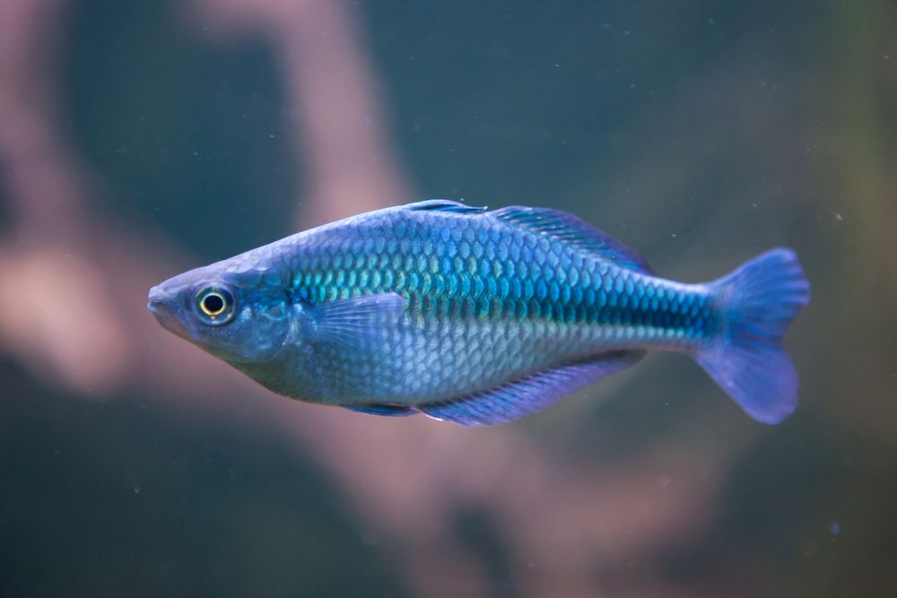 Lake Kutubu angel fish