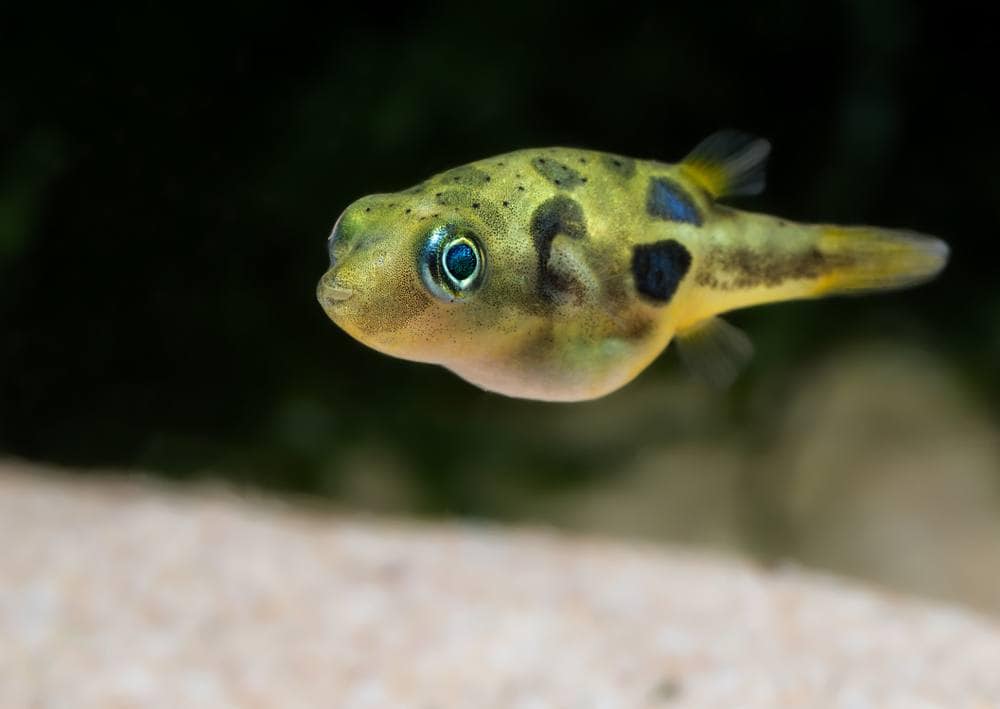 pygmy pufferfish Freshwater Puffer Fish