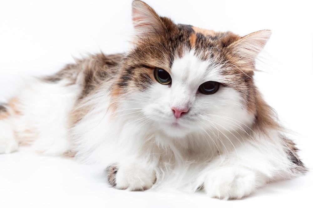 Calico Turkish Angorak