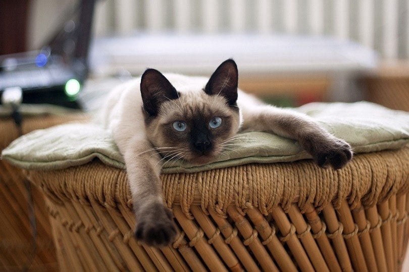 siamese cat bed-pixabay
