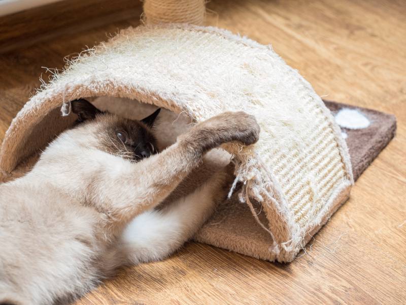 siamese cat scratching at home