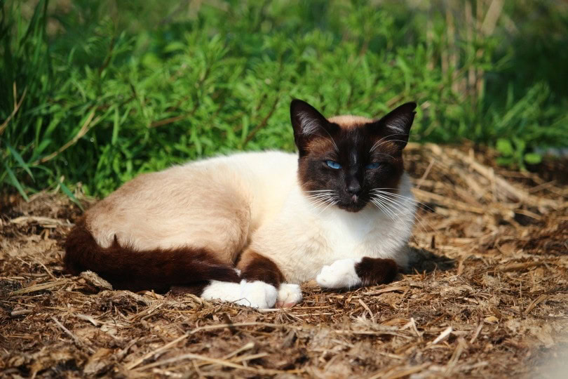 siamese cat_rihaij_Pixabay