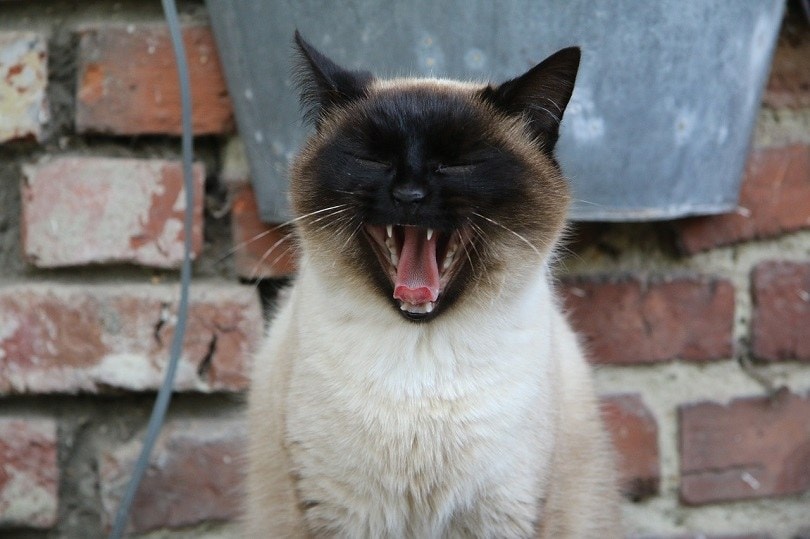 siamese-cats-pixabay