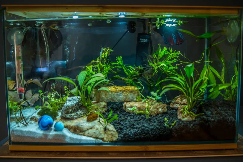 siamese fighting fish aquarium with live aquatic plants