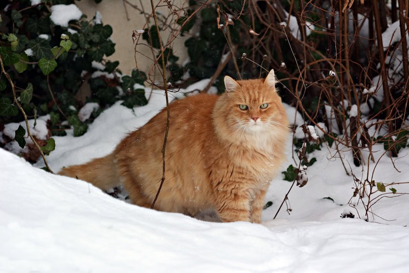 siberian cat in the snow