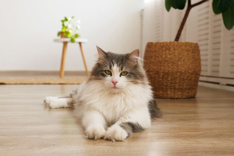 siberian cat lying on the floor