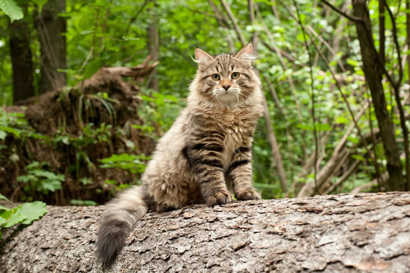 siberian cat sitting on the log