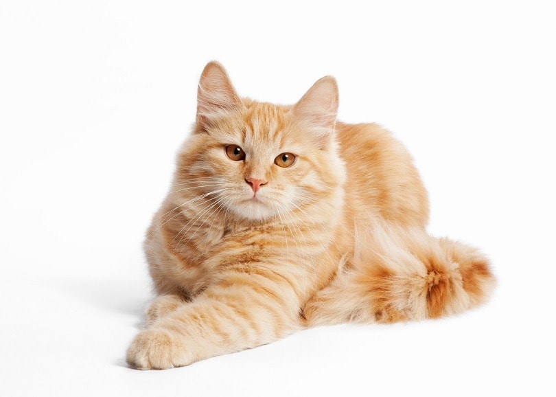 siberian_dien, Shutterstock