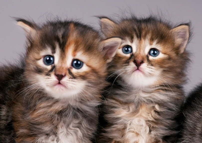 siberian kittens_Lubava_Shutterstock