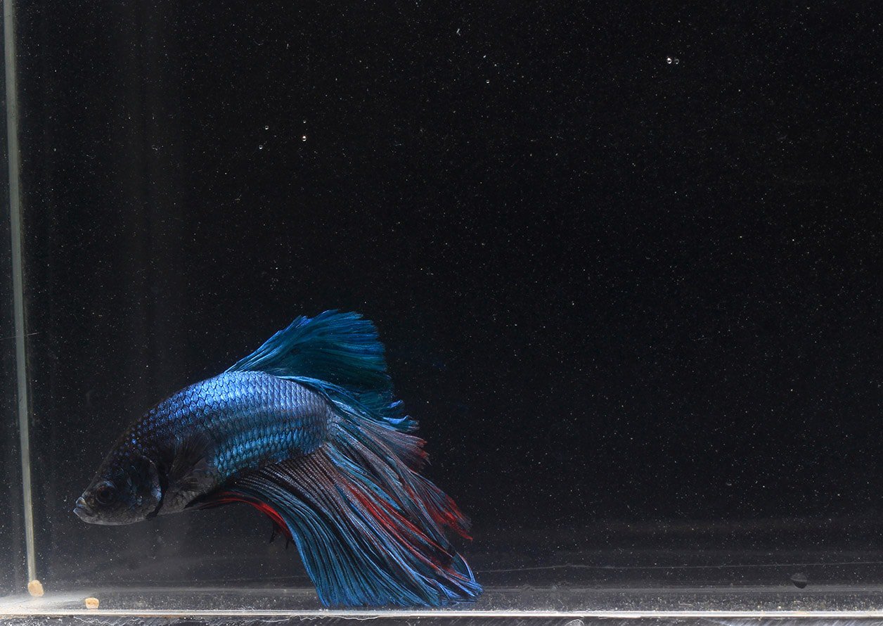 sick betta fish