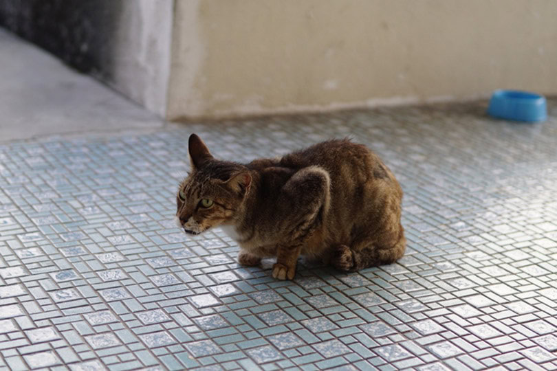 sick cat coughing at house porch