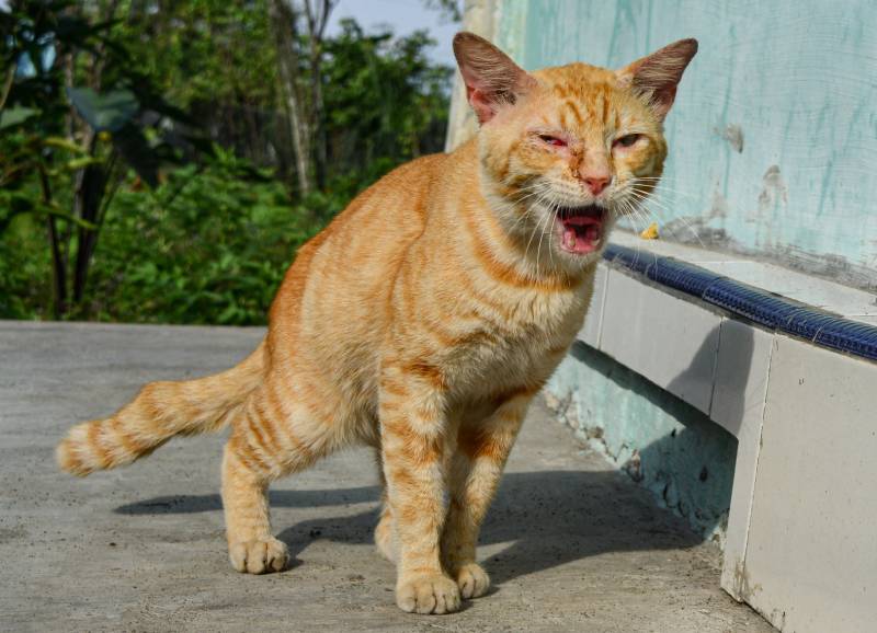 sick cat in weird standing position