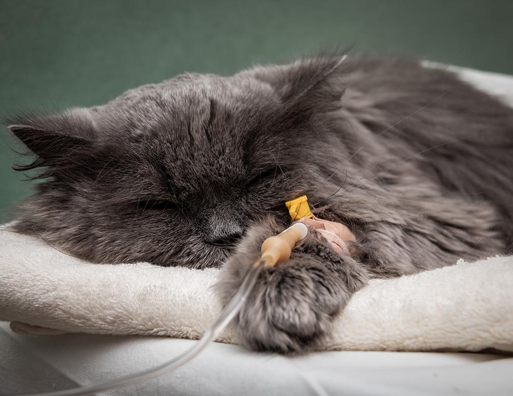 sick cat with IV