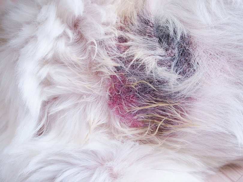 sick-dog-with-inflammation_Kittima05_shutterstock