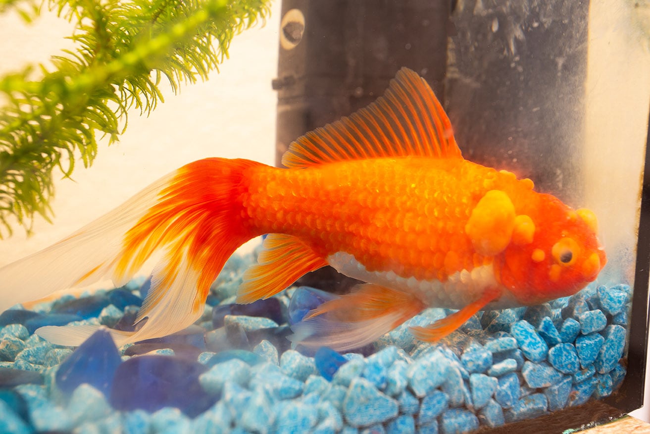 sick goldfish
