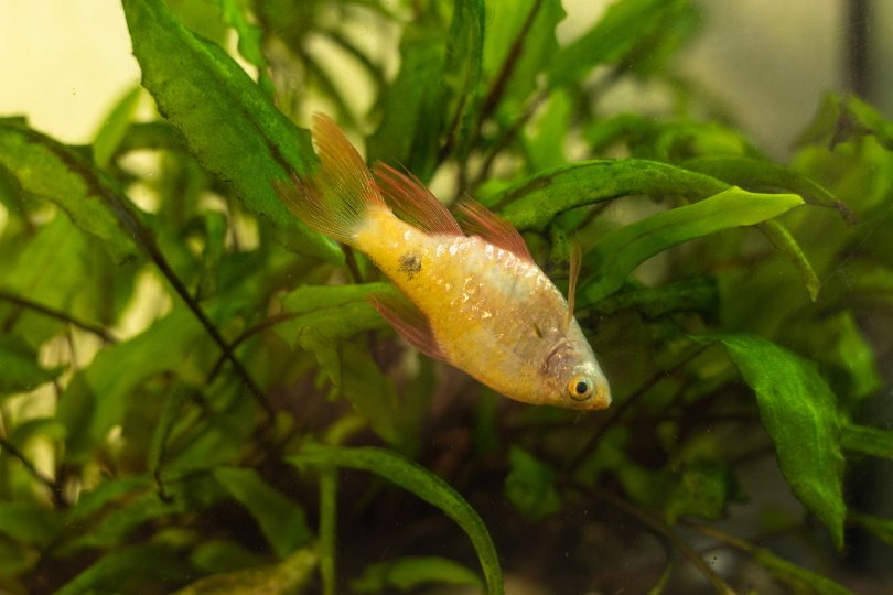 sick goldfish_Andrii Oleksiienko_Shutterstock