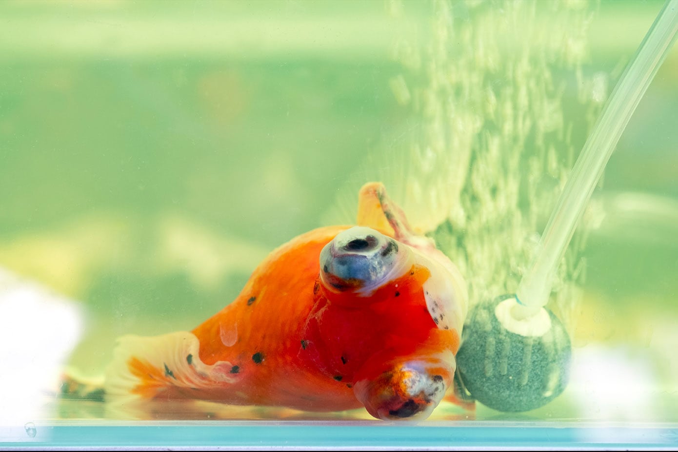sick goldfish