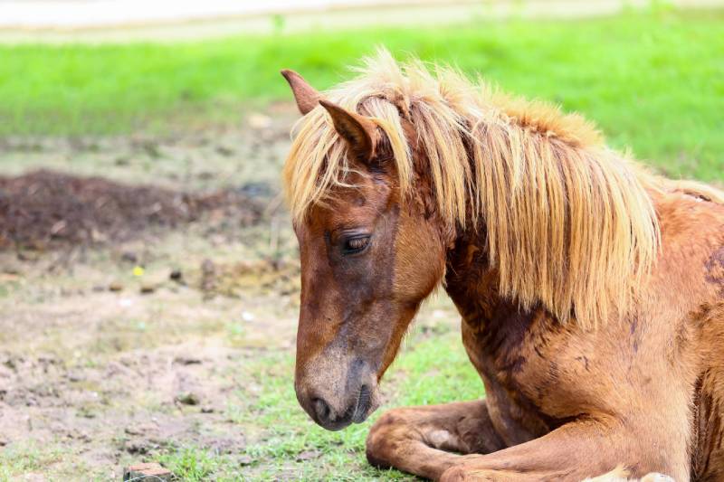 sick horse sitting on the ground