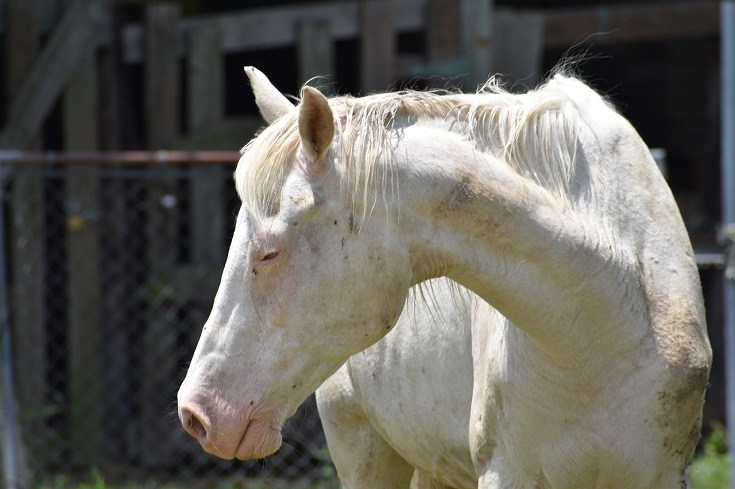 sick horse