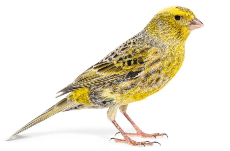 side view of a lizard canary