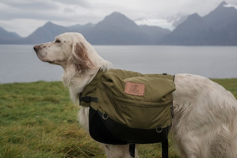 side view of an english setter dog