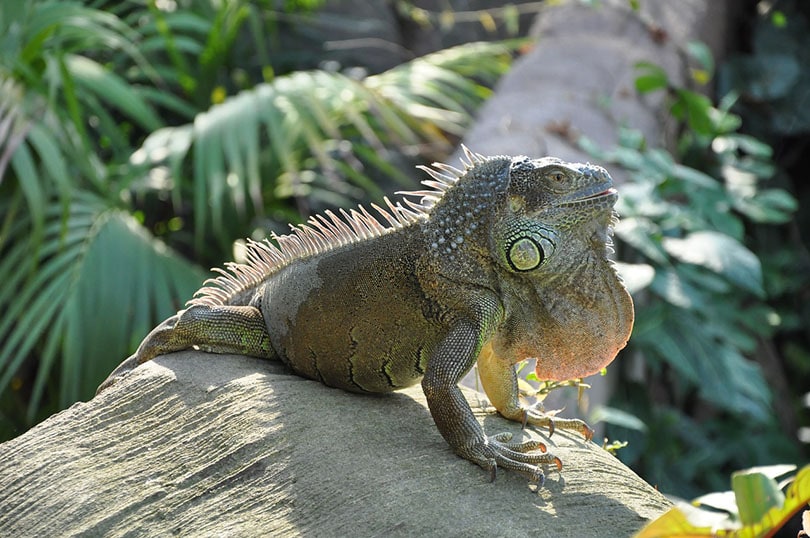 side view of an iguana