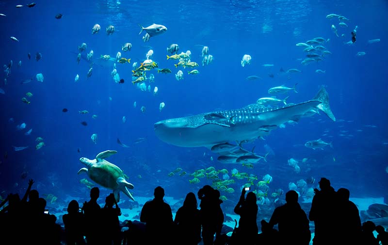 silhouette of people in great aquarium