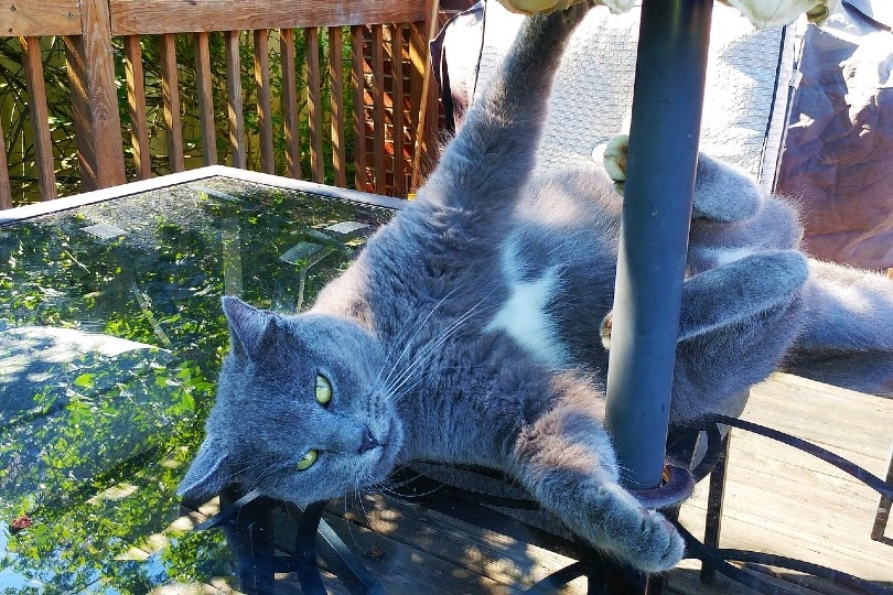 silly cat playing outdoors