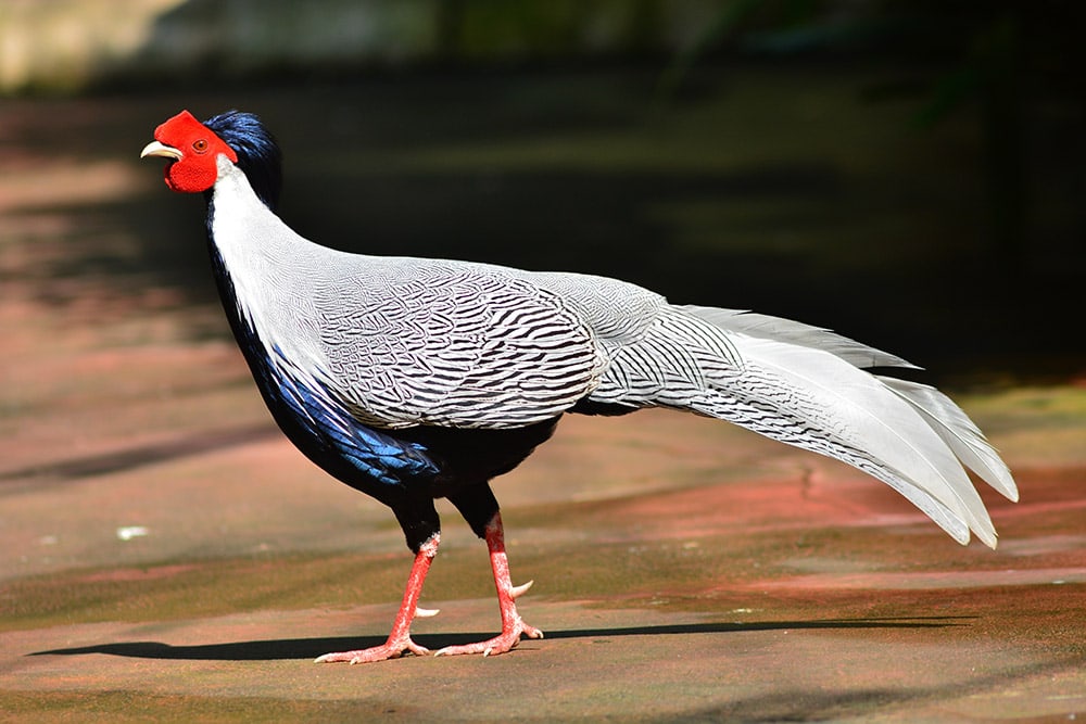Silver Pheasant standing on the floor