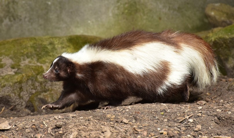 skunk ourdoors