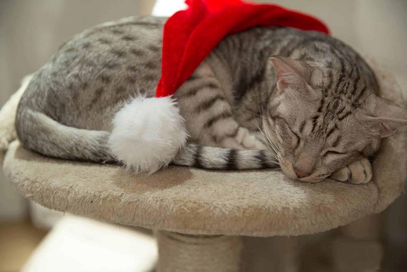 sleeping ocicat