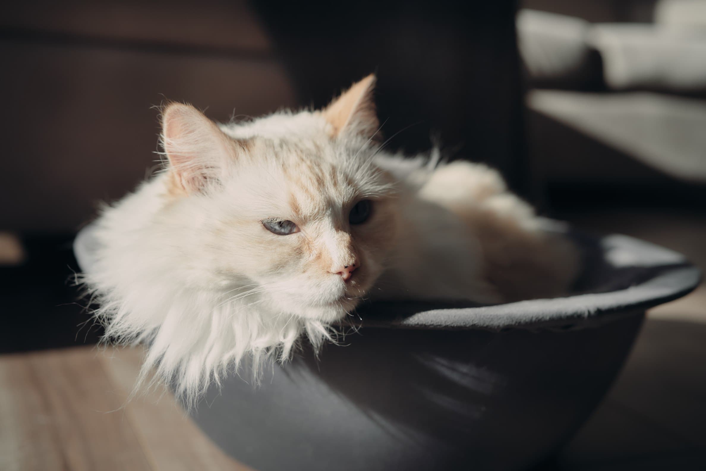 sleepy closeup white himalayan cat in hepper nest bed