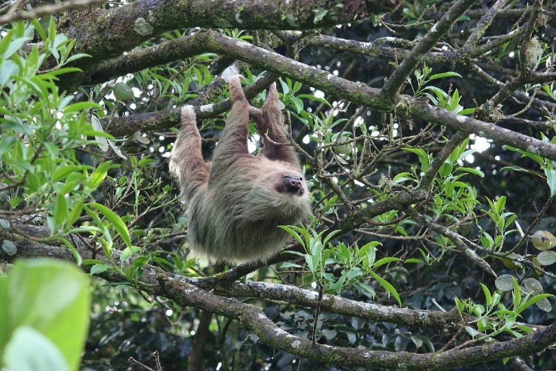 sloth hanging from a tree