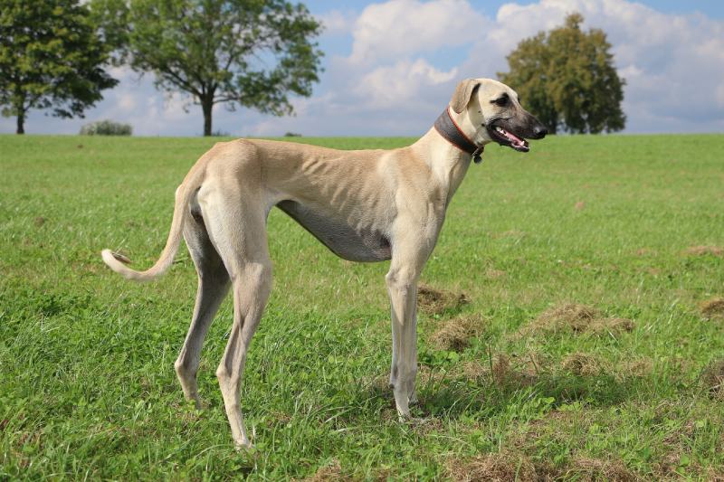 sloughi dog is standing in the grass