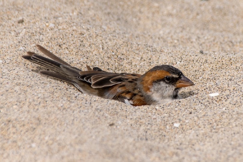 small bird taking a dust bath