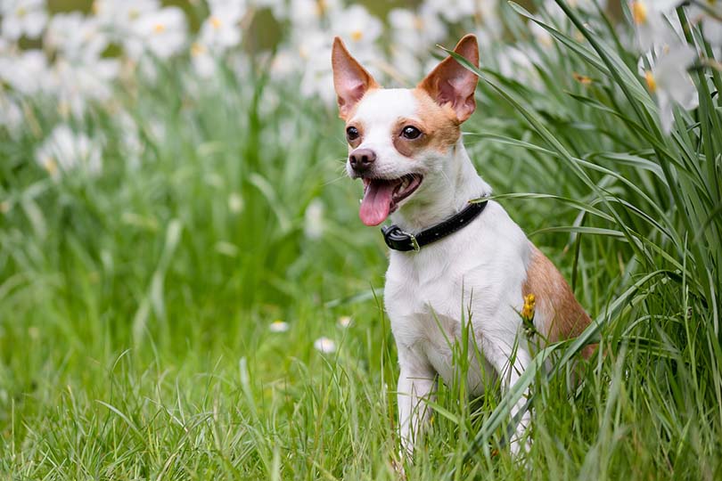 small dog with collar outside